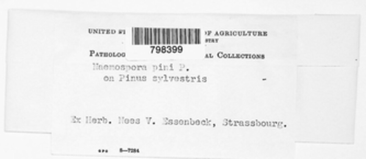 Naemaspora pini image